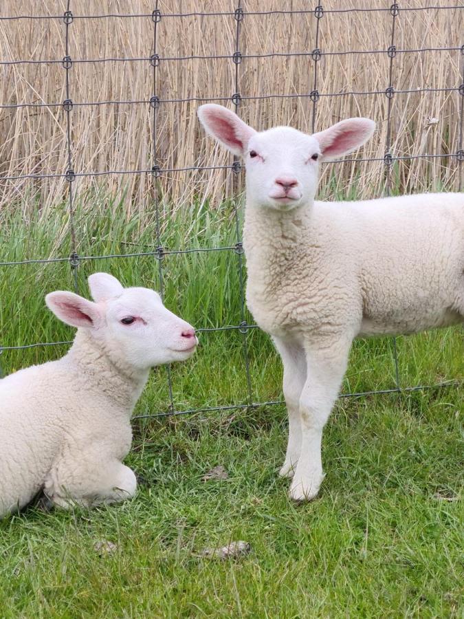 Erdgeschoss Wohnung Watt'N Meer Mit Garten In Dangast Varel Exteriör bild